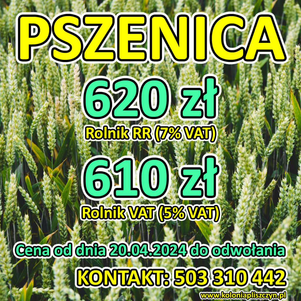 cena pszenicy lubelskie kwiecień 2024