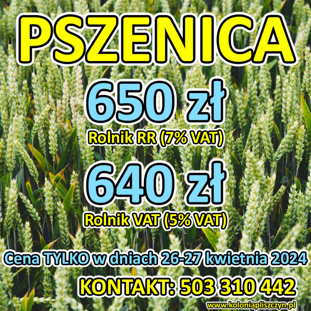 aktualna cena pszenicy lubelskie 2024